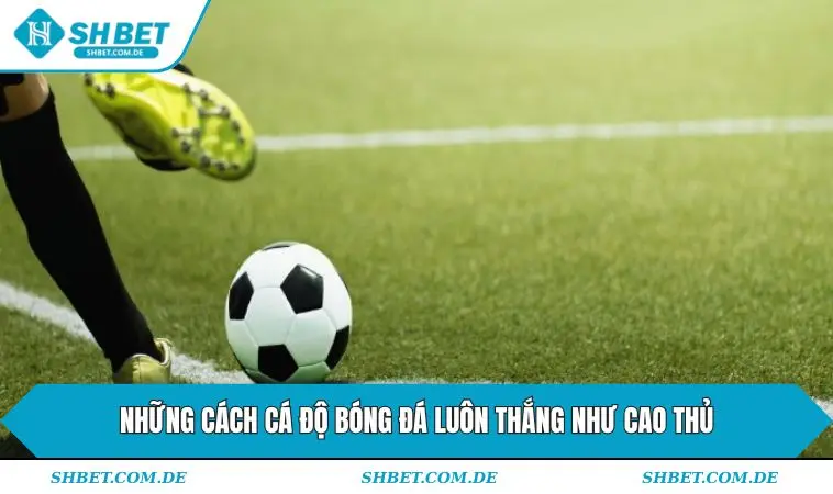 Những cách cá độ bóng đá luôn thắng như cao thủ